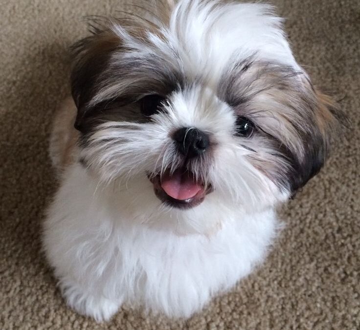 UN NUEVO CACHORRO EN CASA